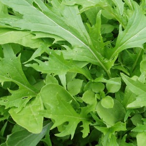organic salad leaves